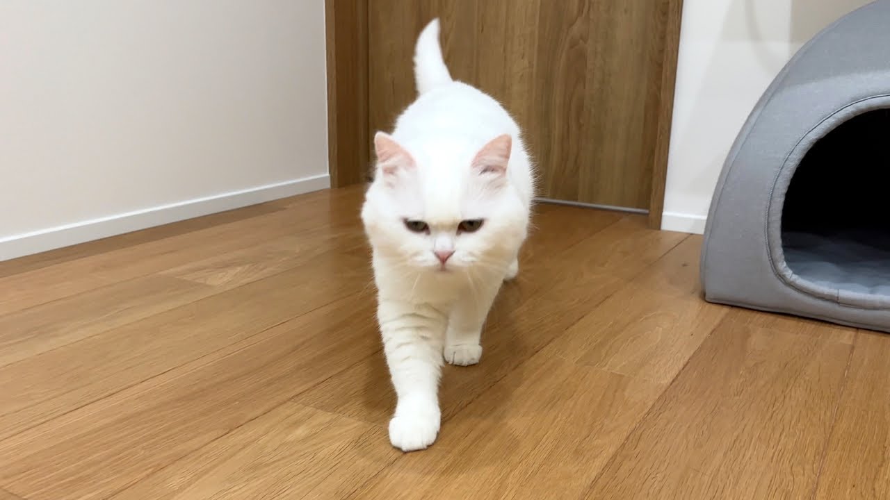 猫の「おかわりくれ」の圧が凄すぎました…