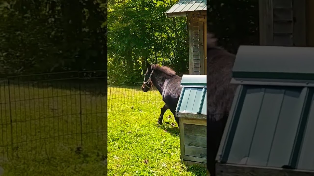 Monte doing mule stuff. #freerangehinny #mule #hinnymule #horses #longears