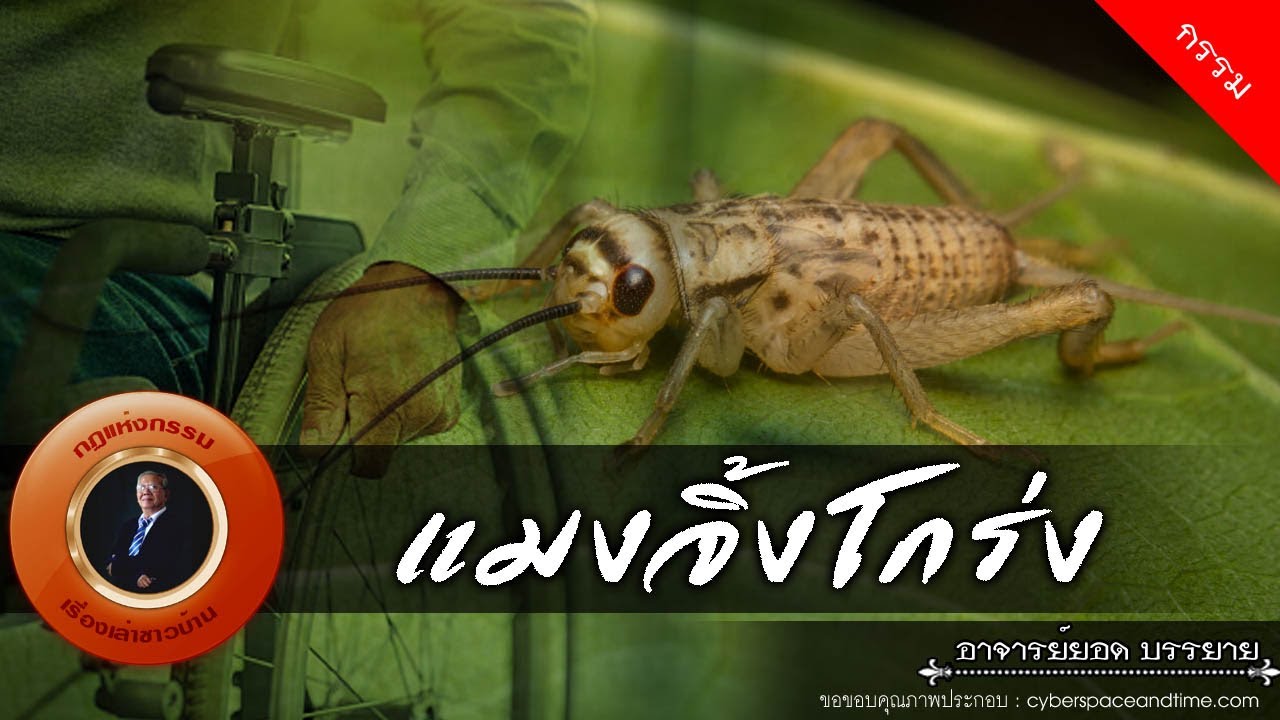 อาจารย์ยอด : แมงจิ้งโกร่ง [กรรม]