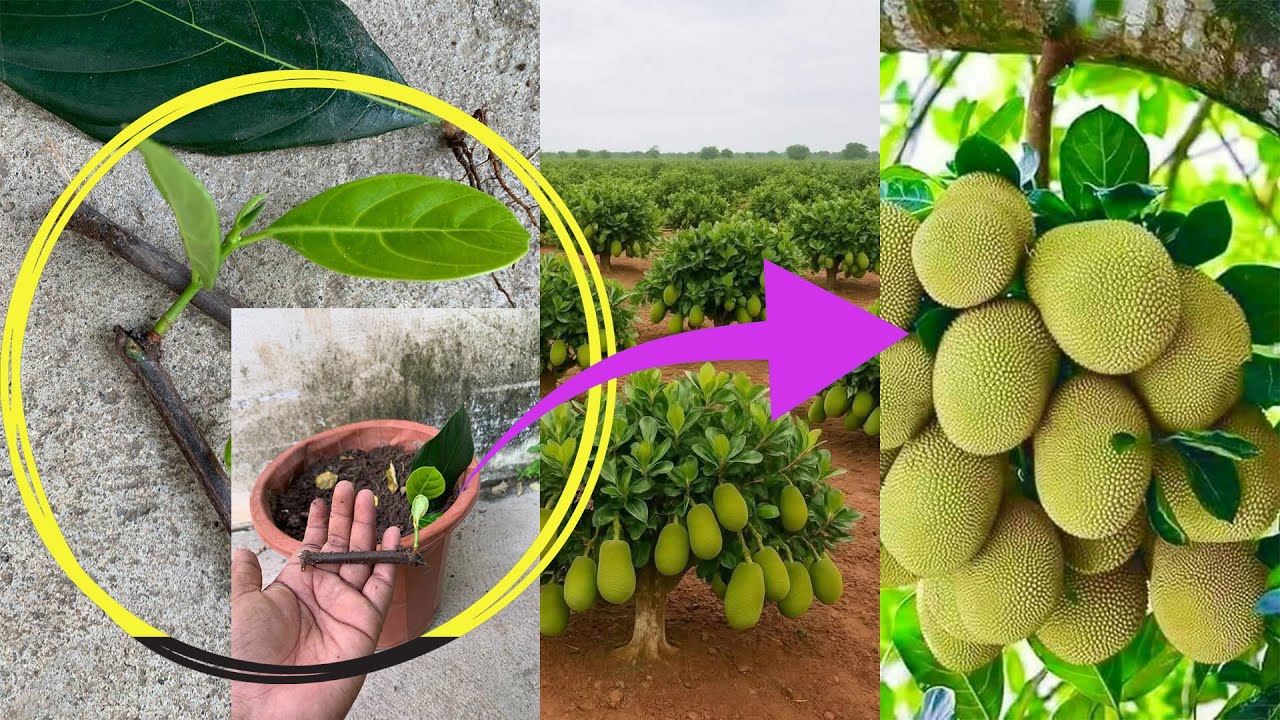 How to grow Jack Tree, By Tecnoloy Agriculture Skill-2025