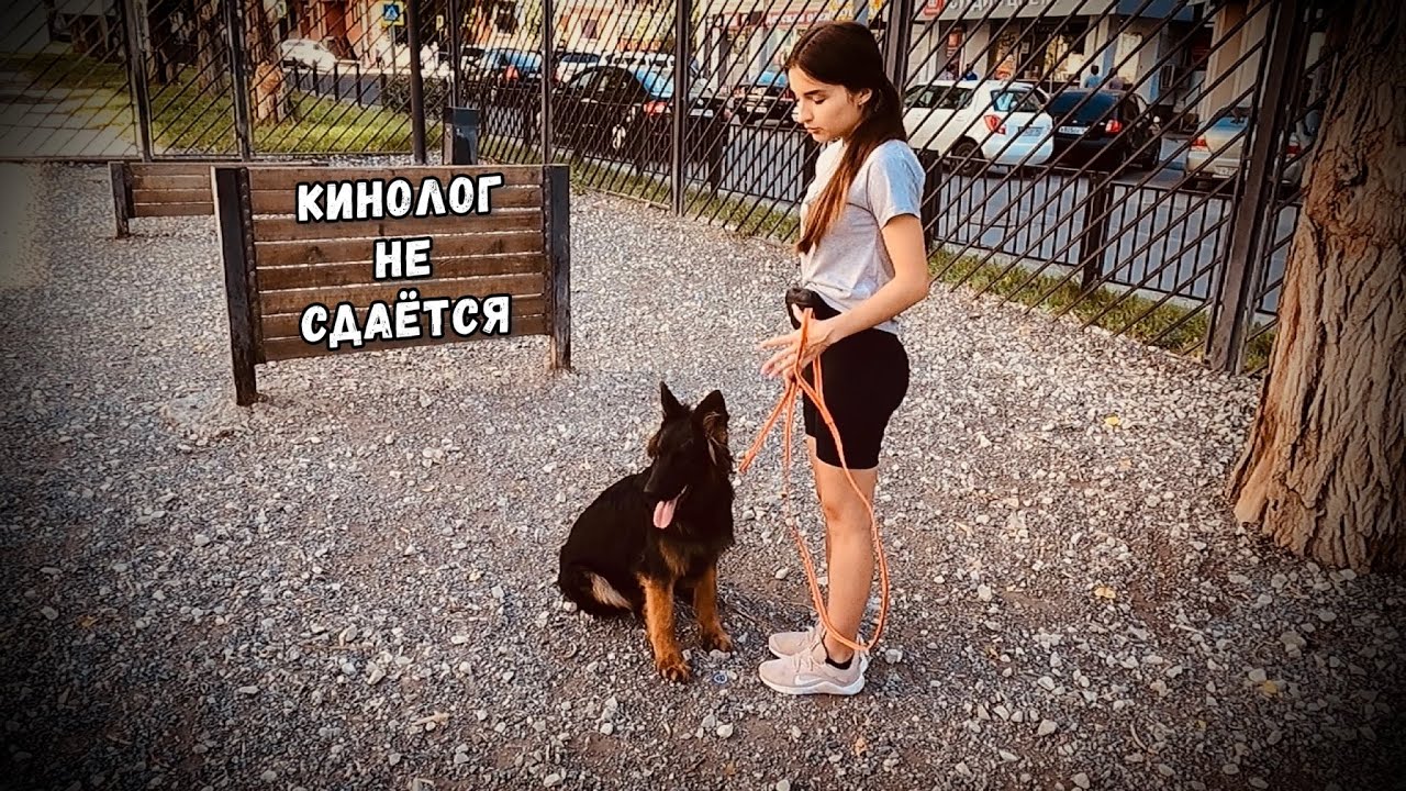 ЩЕНОК ОТКАЗАЛСЯ ДРЕССИРОВАТЬСЯ. GERMAN SHEPHERD DOG