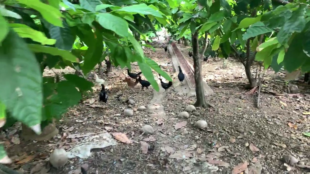 Soroy ta sa gamay kong farm kaesyot