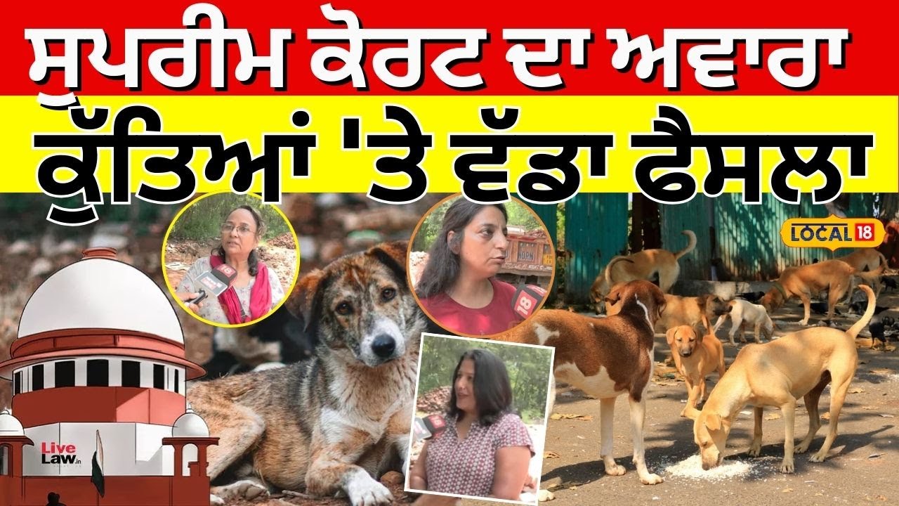 SC on Stray Dogs | ਸੁਪਰੀਮ ਕੋਰਟ ਦਾ ਅਵਾਰਾ ਕੁੱਤਿਆਂ 'ਤੇ ਵੱਡਾ ਫੈਸਲਾ | Today Latest News #local18