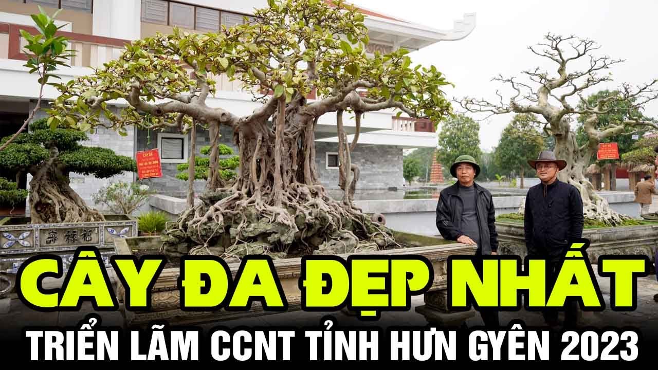 Ngắm c&acirc;y đa đẹp nhất triển l&atilde;m CCNT tỉnh Hưng Y&ecirc;n năm 2023