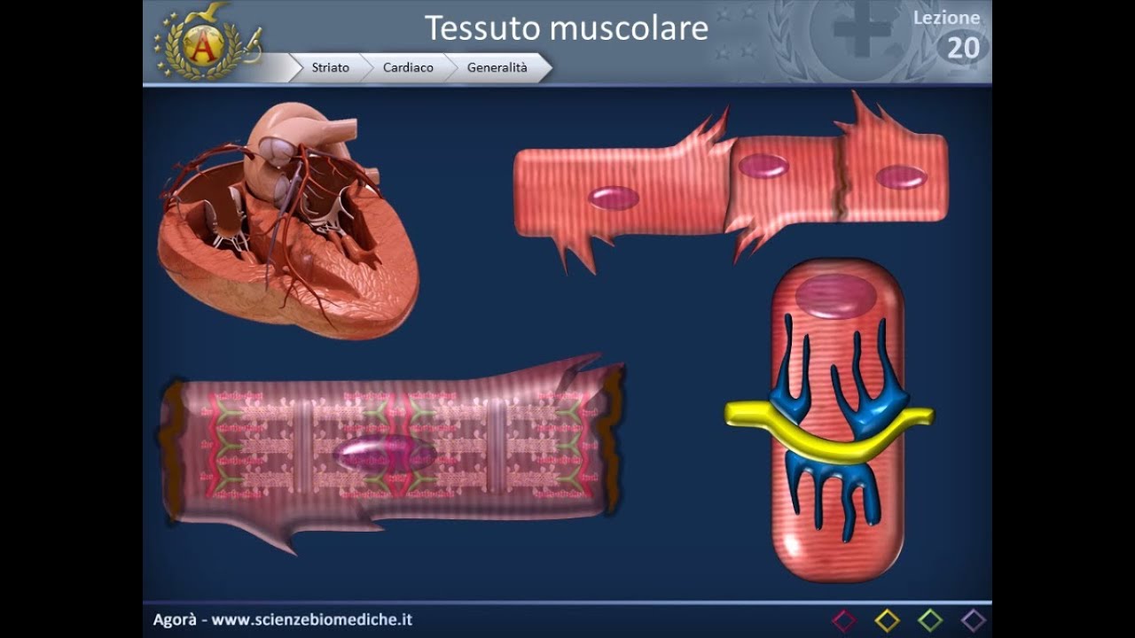 Istologia 20 - Muscolare (parte 2)