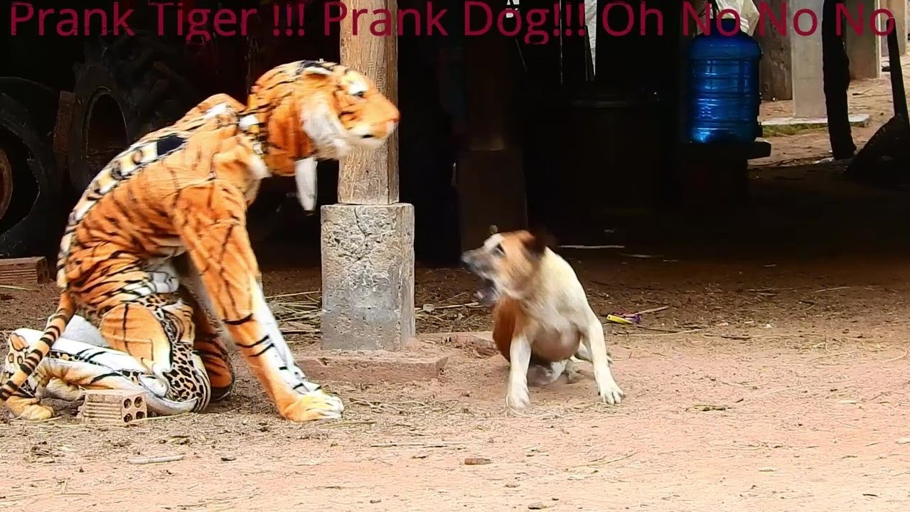 Fake Funny Tiger Prank Dog in village so has ha no! no! no!