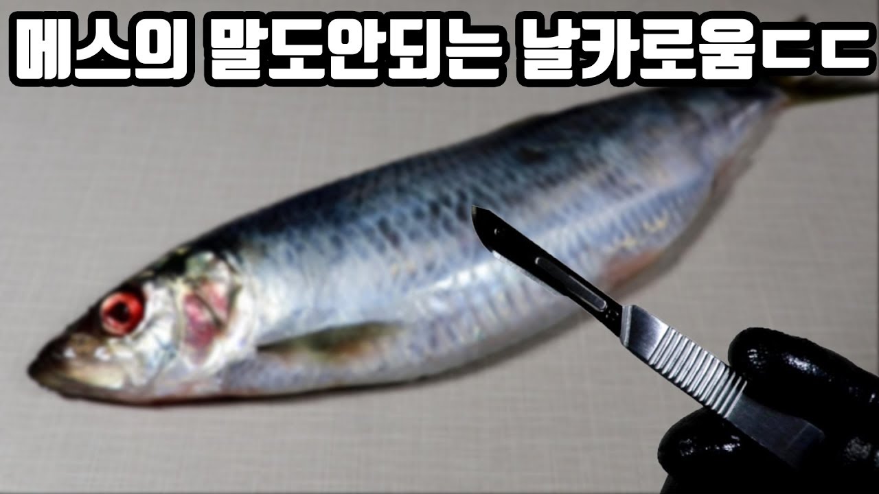 실제 병원에서 쓰는 수술용 칼(메스)로 생선,닭을 자르면??