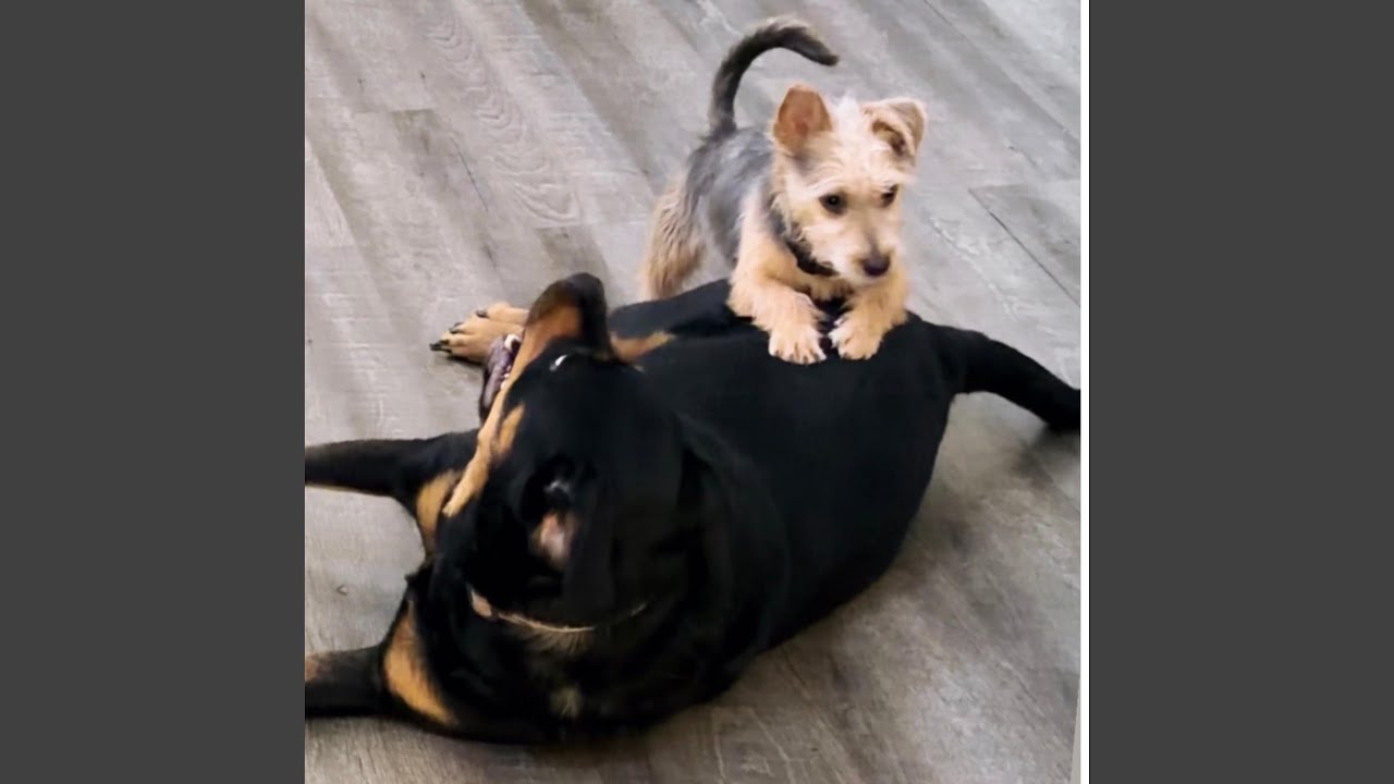 Let the Dogs Out