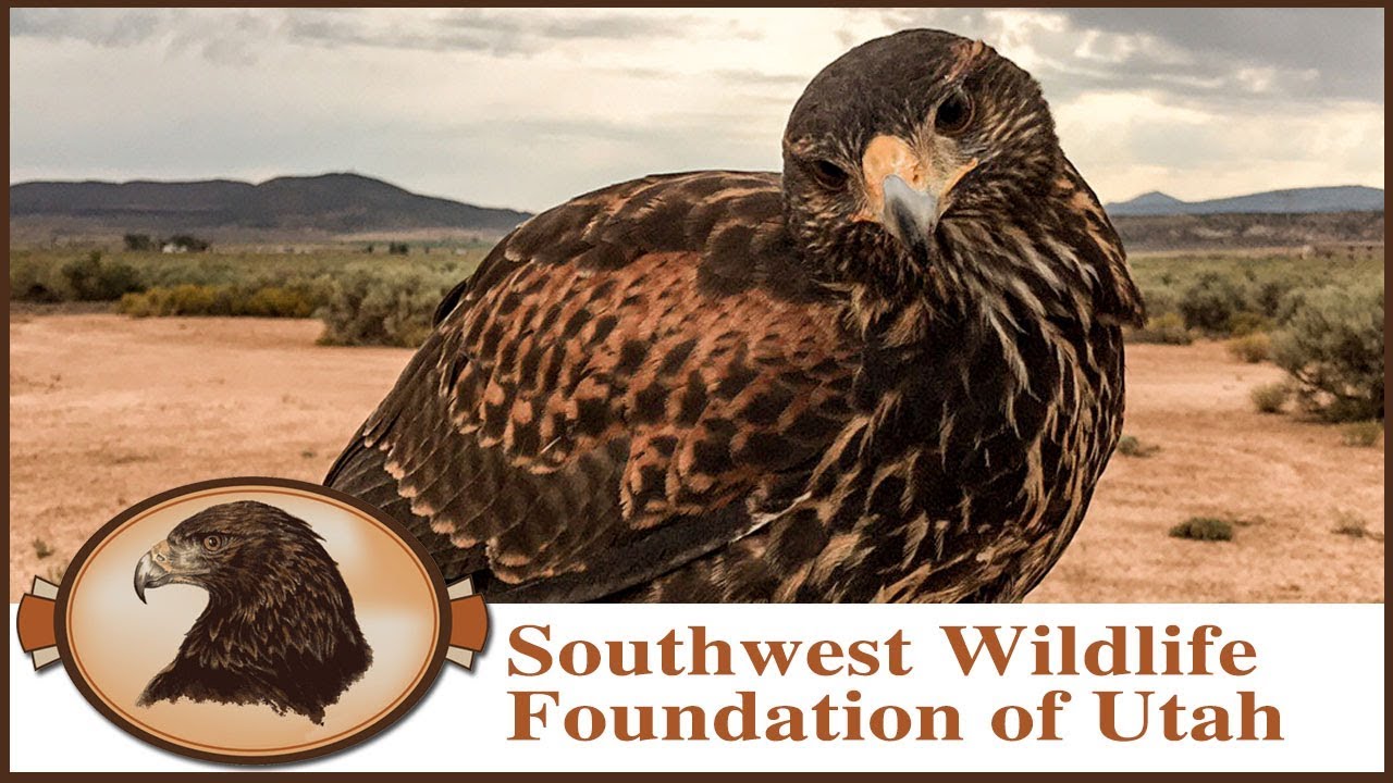 Falconry | Harris Hawk Belle Begins Training