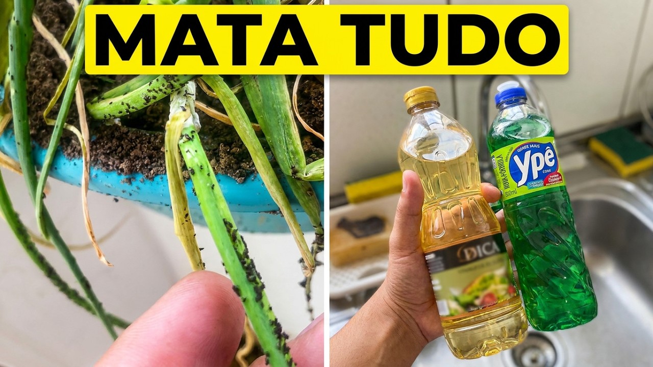 ACABANDO COM PULGÃO NA CEBOLINHA| Saiba como RESOLVI!