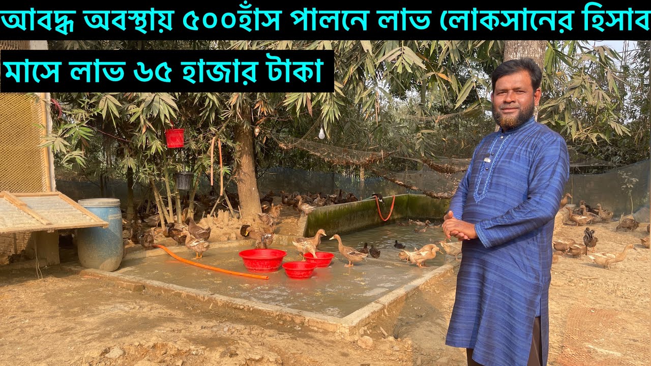 আবদ্ধ অবস্থায় ৫০০ হাঁস পালনে লাভ লোকসানের AটুZ হিসাব। হাঁস পালন পদ্ধতি।duck farm business idea 
