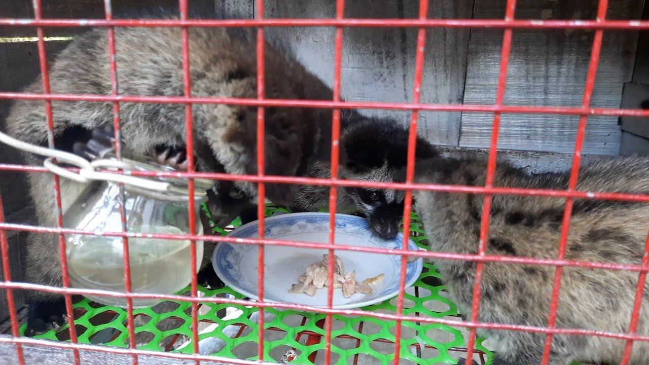 Bầy Chồn Hương sau 45 ngày được tách ra ăn rất mạnh | Tập 258 