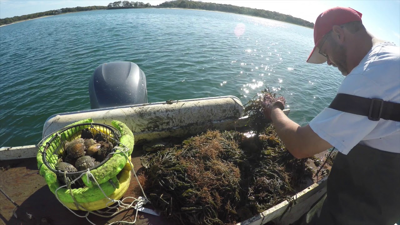 Fresh Scallops!