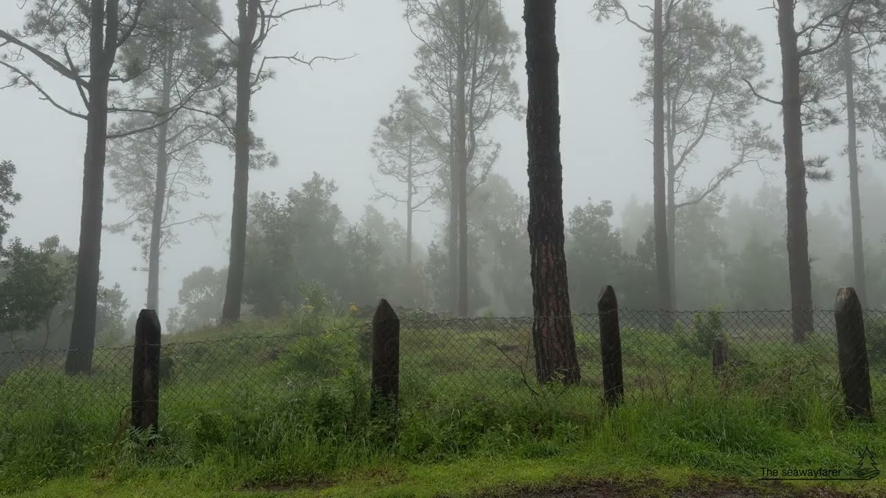 Rain Sounds in a Green Forest 🌧️ Wind in the Trees | Deep Sleep, Study & Relaxing Nature Ambience
