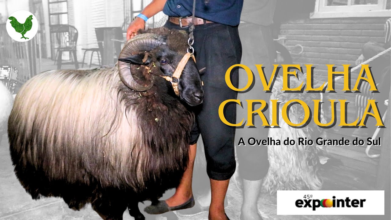 Conheça a Ovelha Crioula - A Ovelha Selvagem - Uma Raça Legitima do Rio Grande do Sul