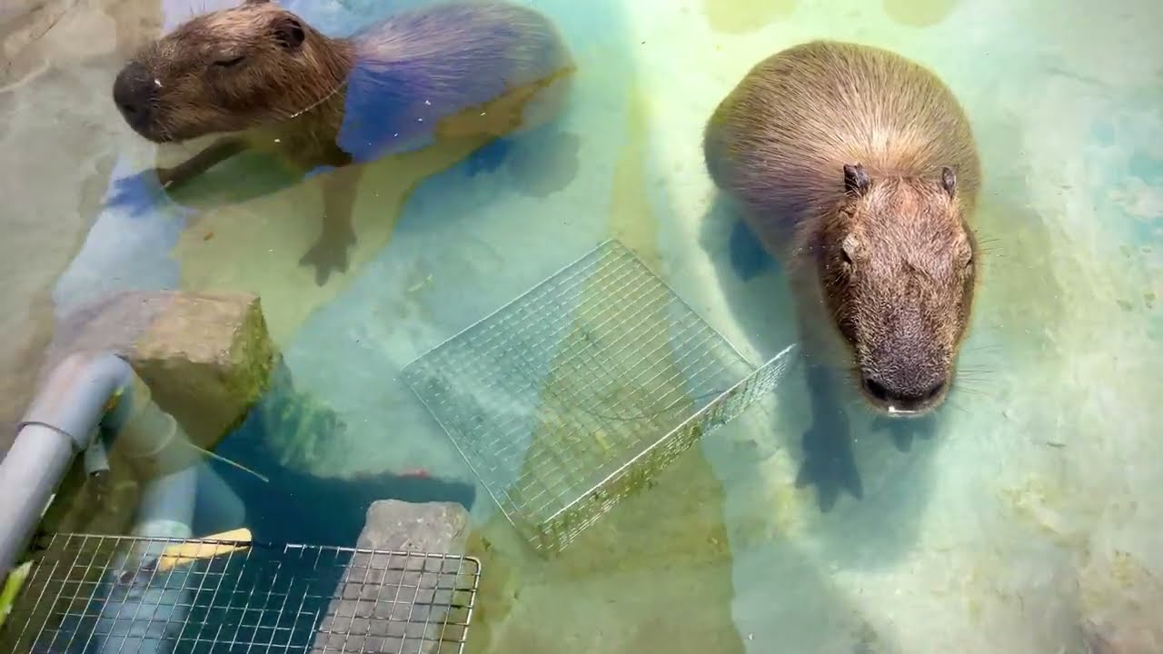 Visiting Capybaras at Paradise of Capybara (墾丁鹿ㄦ島水豚生態園區) in Hengchun, Taiwan (恆春, 台灣)