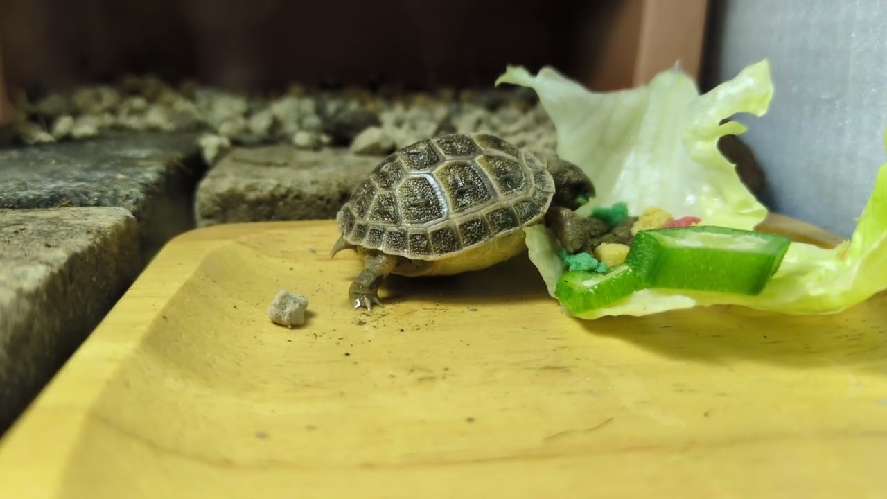 口のまわりにいっぱいついとるで#リクガメ #亀 #ロシアリクガメ #フォルスフィールド #癒し #turtle #turtlewatching #cute #animal #tortoise #pet