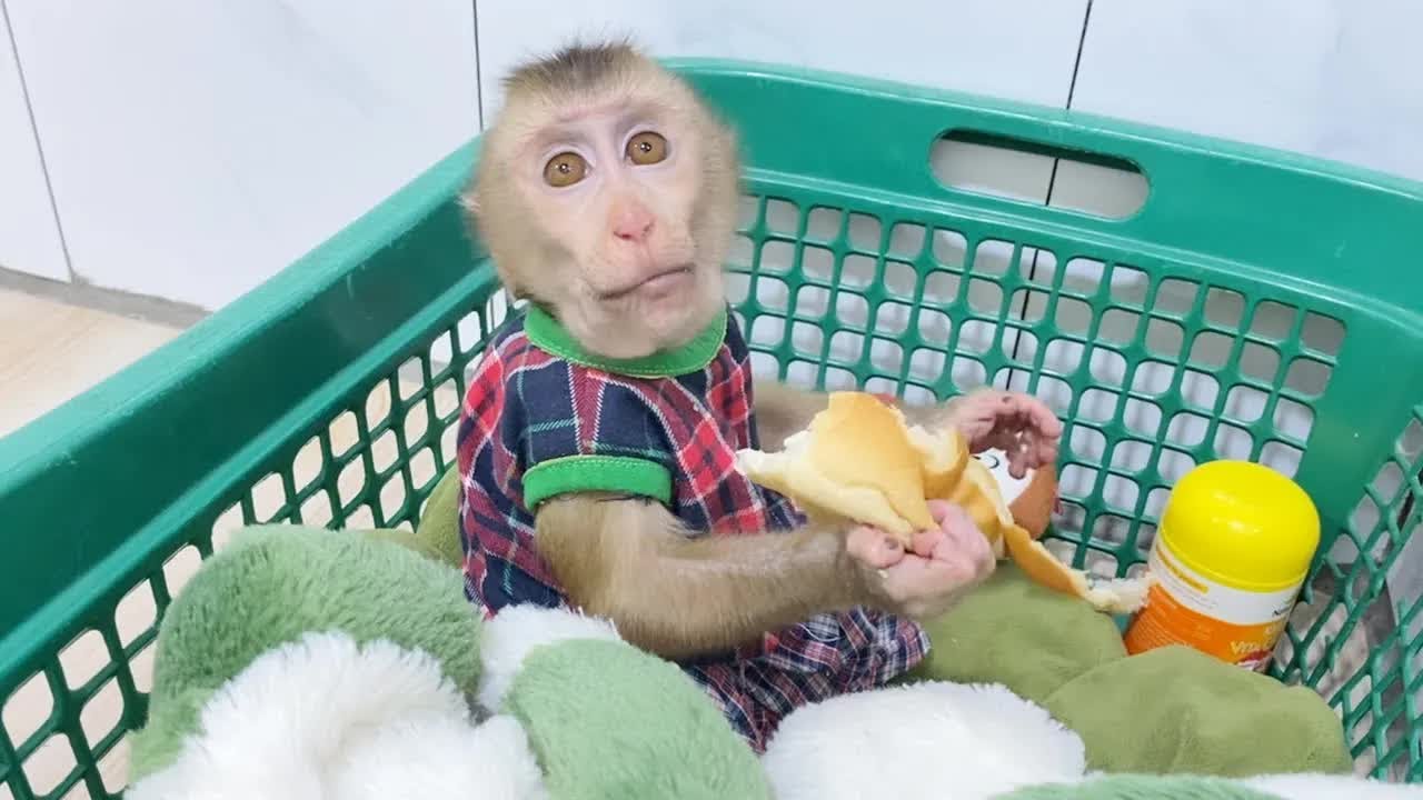 DAM Just Get Up Founding A Bread Mom Put In Basket For Him