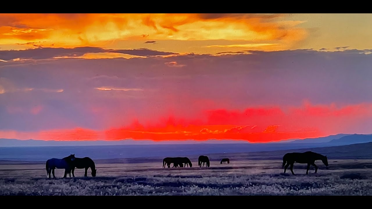 WILD HORSES OF AMERICA S2 E32 Onaqui Mountain Wild Horses Final Season 2 in Utah by Karen King