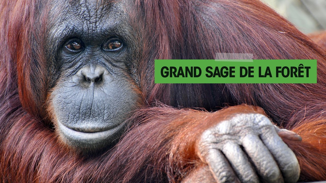 La MALÉDICTION de l'ORANG-OUTAN