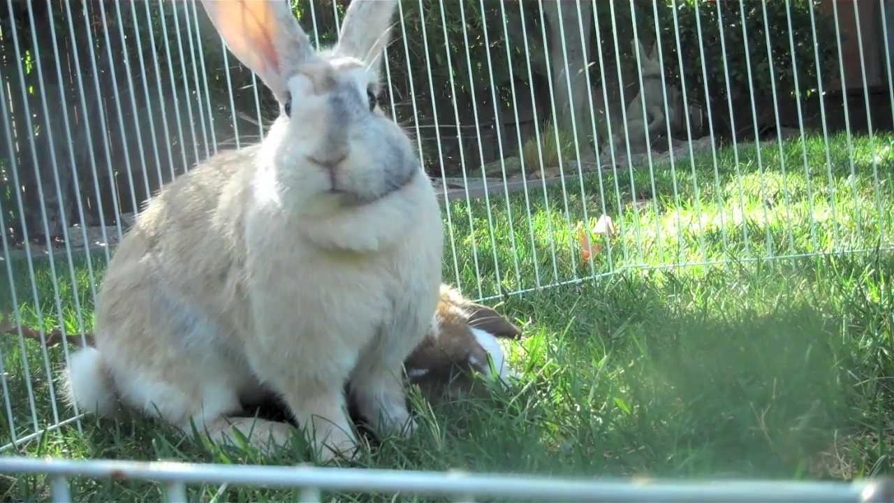 Rabbits in Slow motion