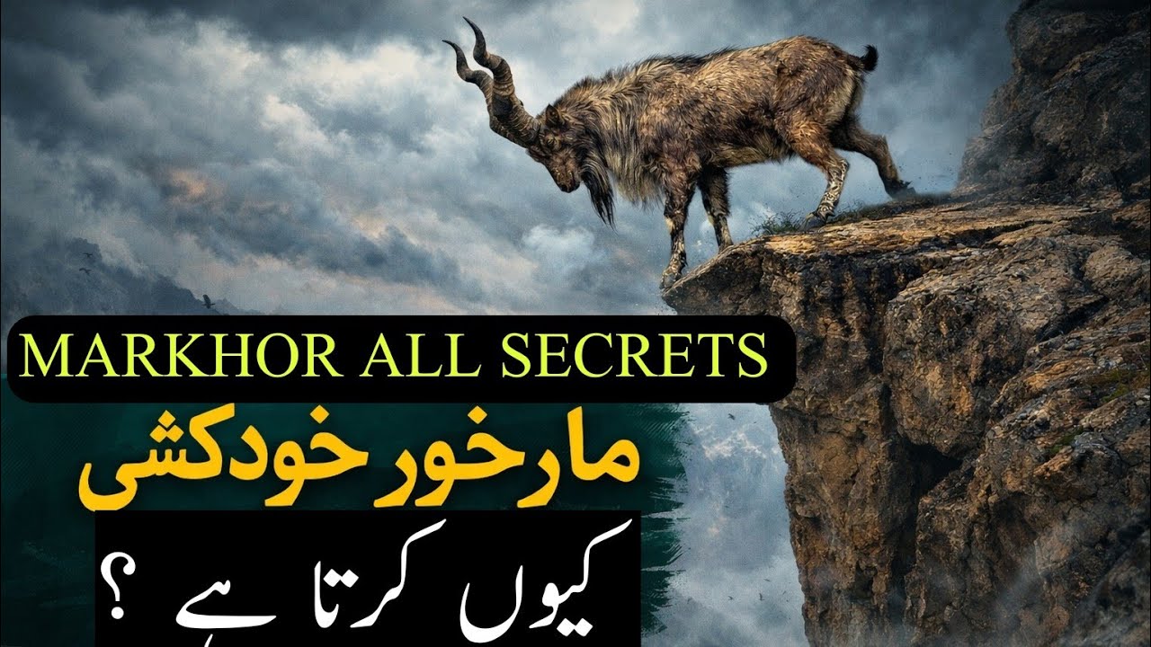 MARKHOR ALL FACTS | BARANDOBAR | PLACE OF MARKHOR BIRTH & END OF LIFE | IBEX & MARCOPOLO S.1 EP 37