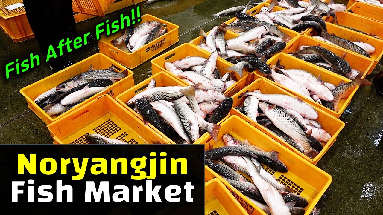 SEAFOOD AUCTION at Noryangjin, the Largest Fish Market in Korea