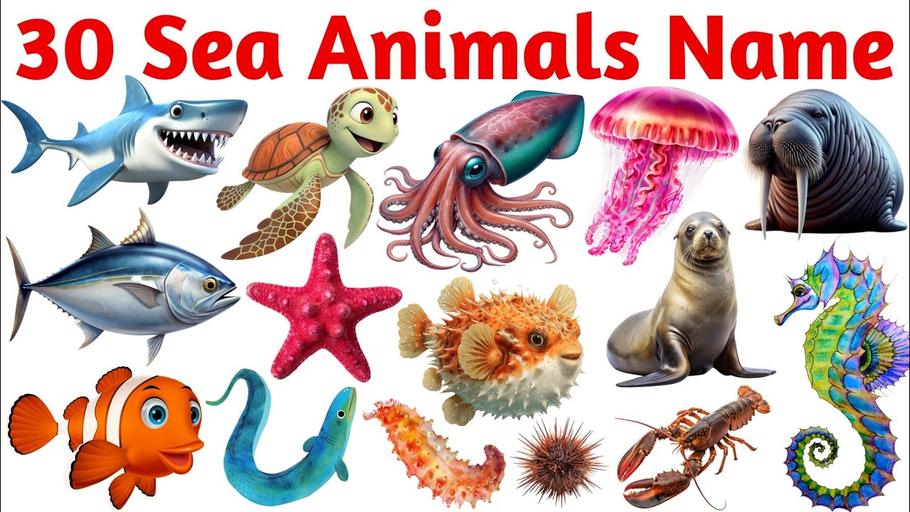 Learn 30 Sea Animals for Kids 🐬 | Sea Animals Name in English for Toddlers | 30 Ocean Animals 
