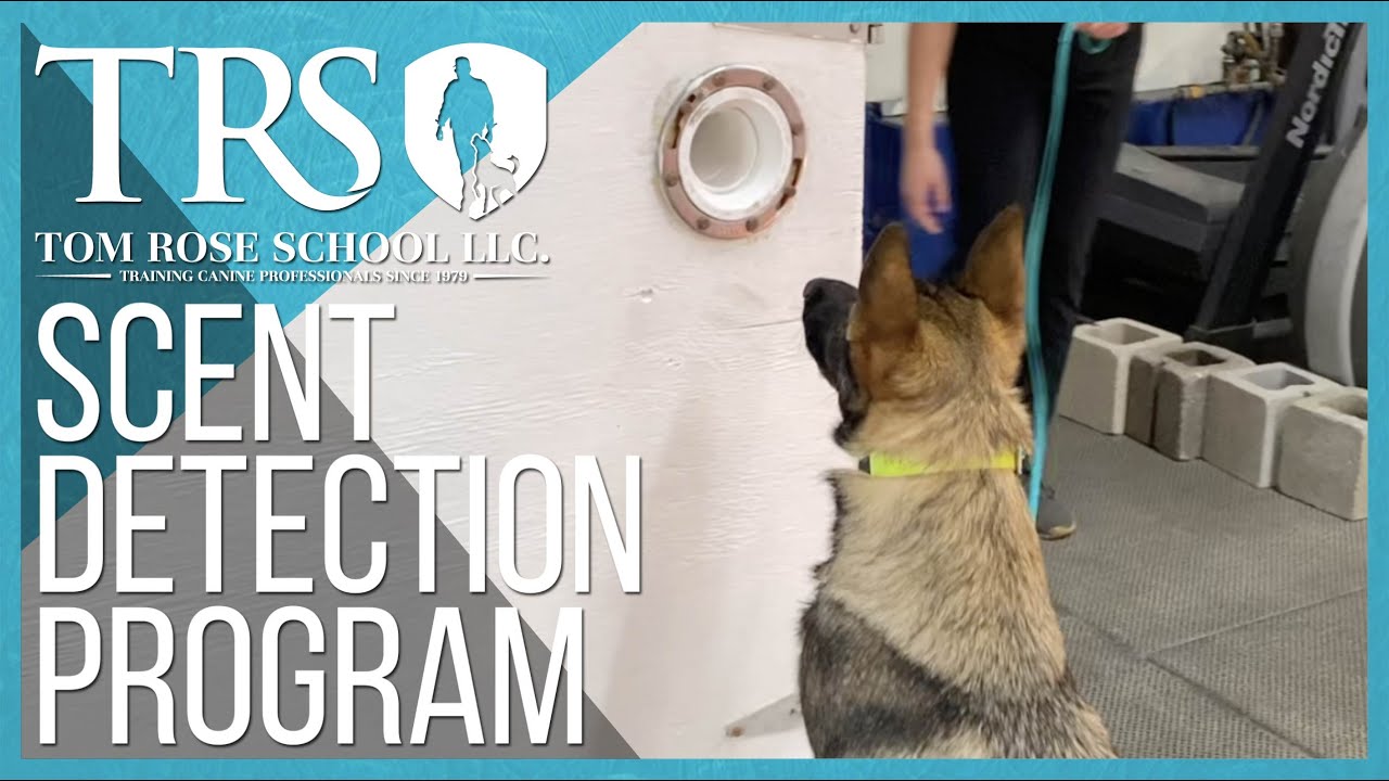 The Tom Rose School Scent Detection Program  |  Dog Training