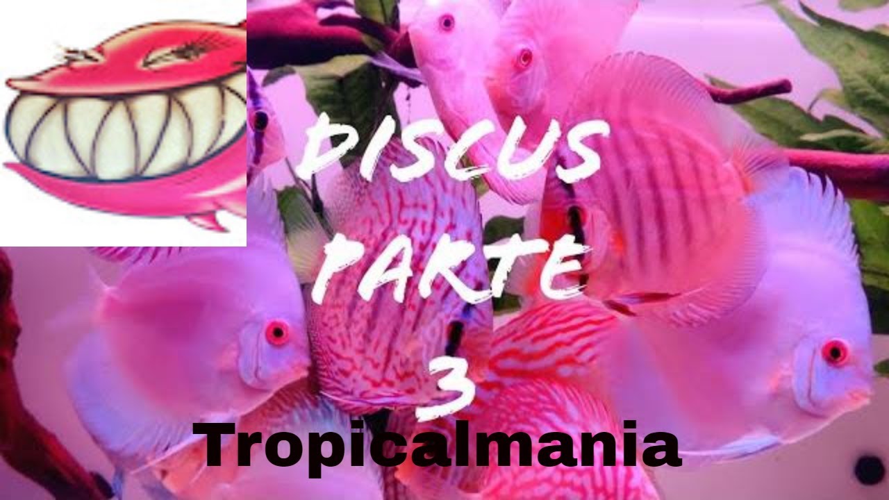 Discus parte 3!! Melanofori, Mimetismo, Cambio colore dei discus e stressbar