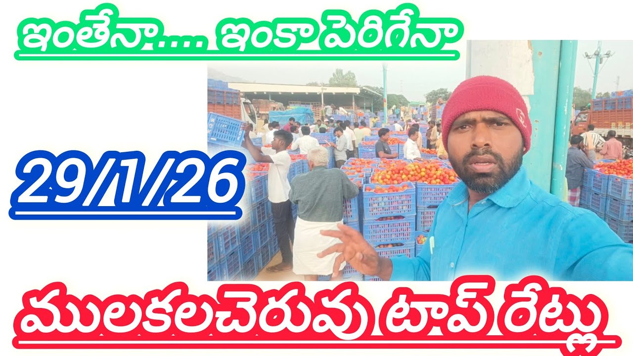 29/1/26 mulakalacheruvu tomato market price today 🍅