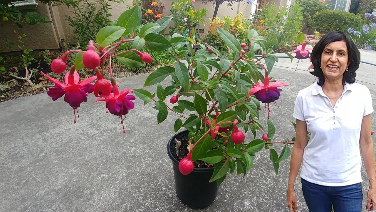 Propagating Fuchsia from cuttings (with updates)