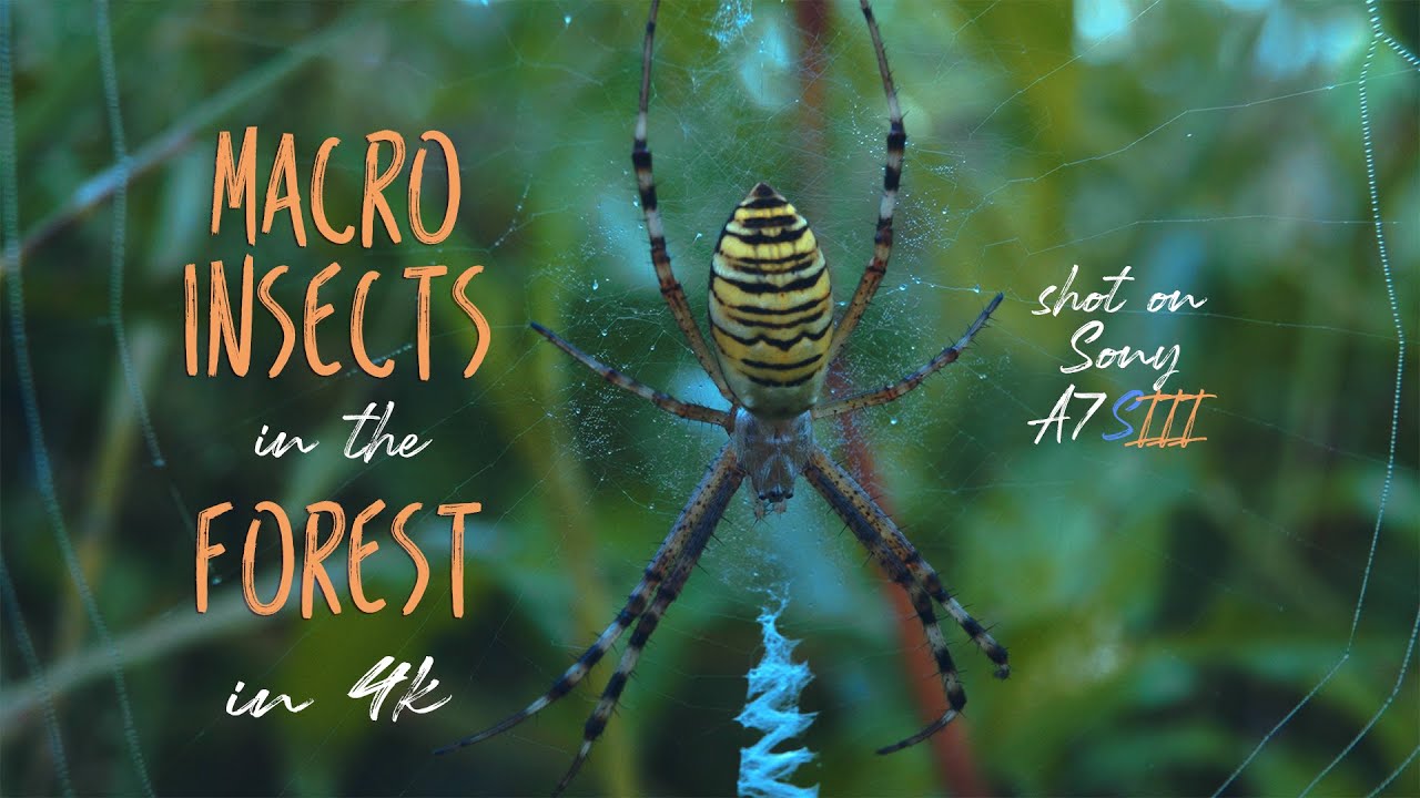 Amazing insects macro 4k relaxing video shot on Sony A7S3