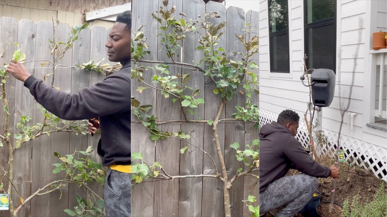 Winter Fruit Tree Pruning | Espalier | Urban Orchard | GLOG16