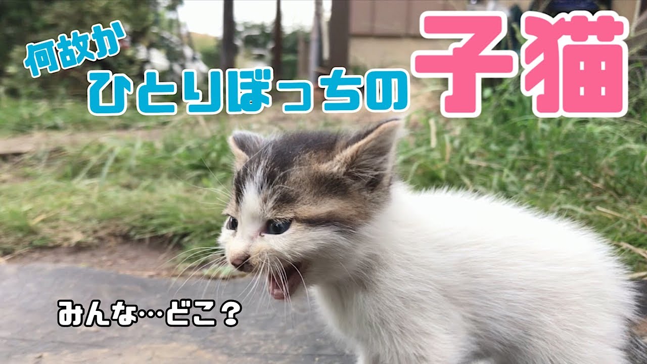 【子猫】小さな野良猫と出会い保護することに│はじめて猫飼いになる