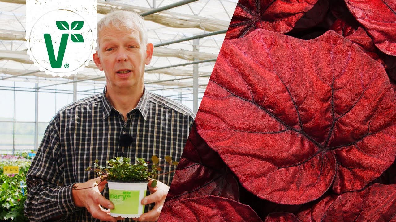 Welche Blumen eignen sich für einen schattigen Nordbalkon? (Schattenpflanzen) - Volkers Gartenwissen