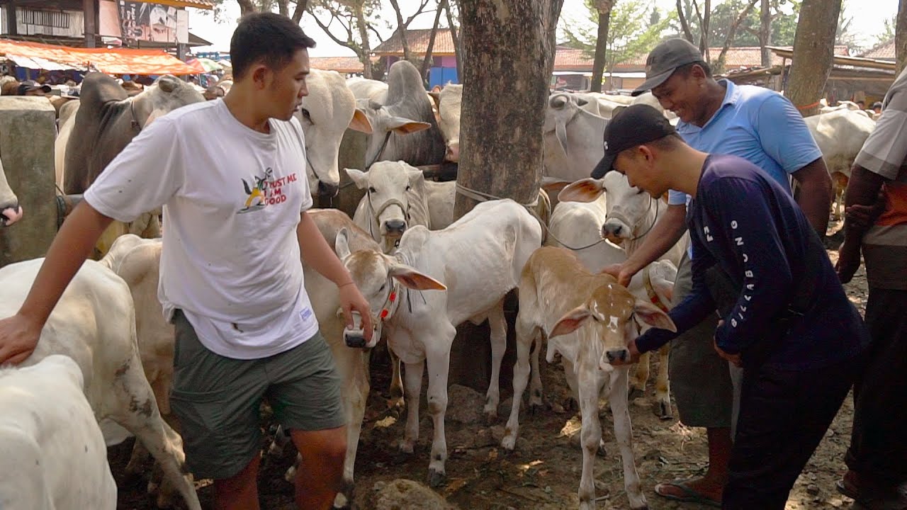 CUMA DISINI 3 JT BISA DAPAT SAPI !! BERBURU SAPI QURBAN EKONOMIS DI PASAR KEBUMEN