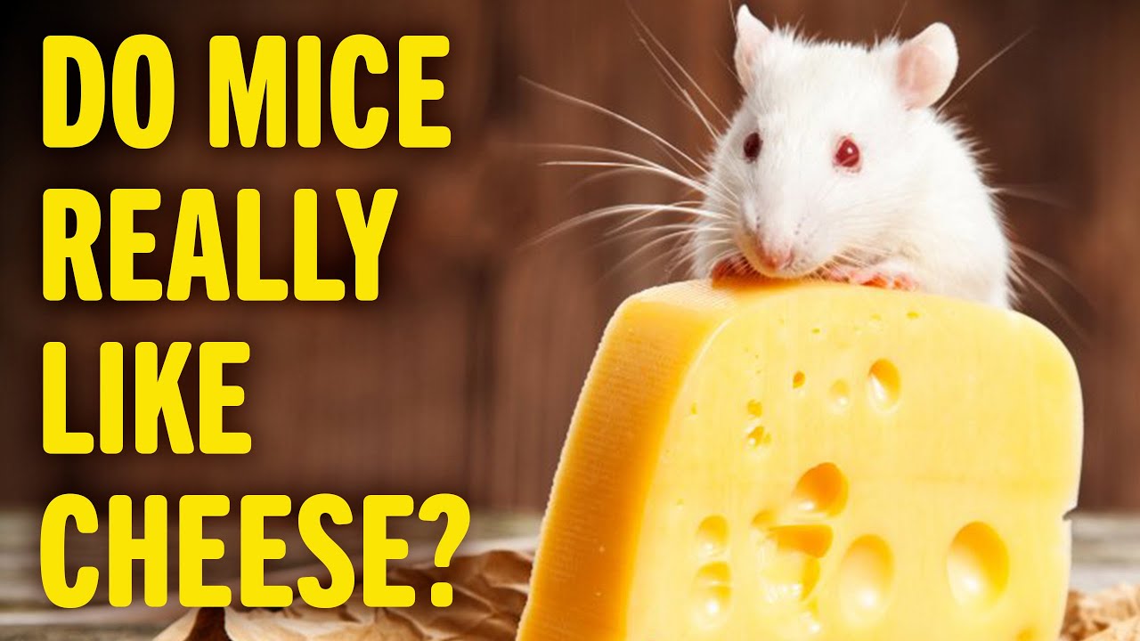 Do Mice Like Cheese? | Animal World