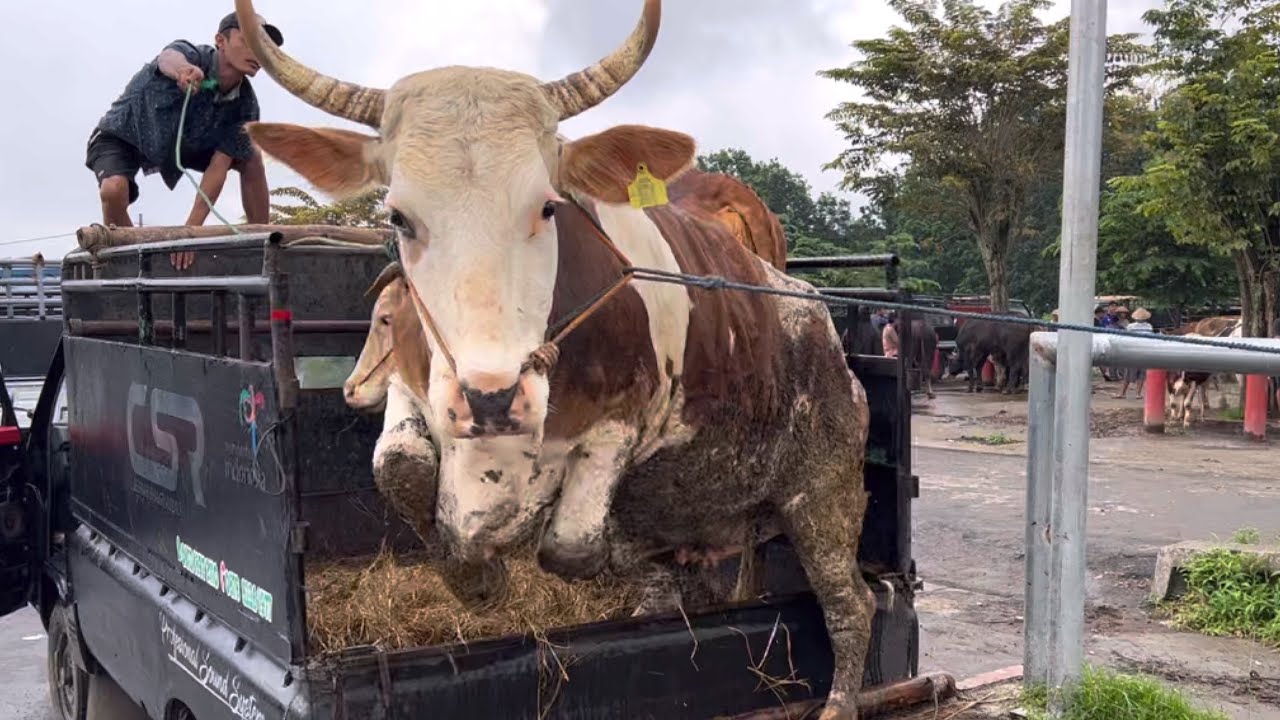SAPI LUCU DAN UNIK TURUN DARI TRUK ‼️🔥🔥🔥