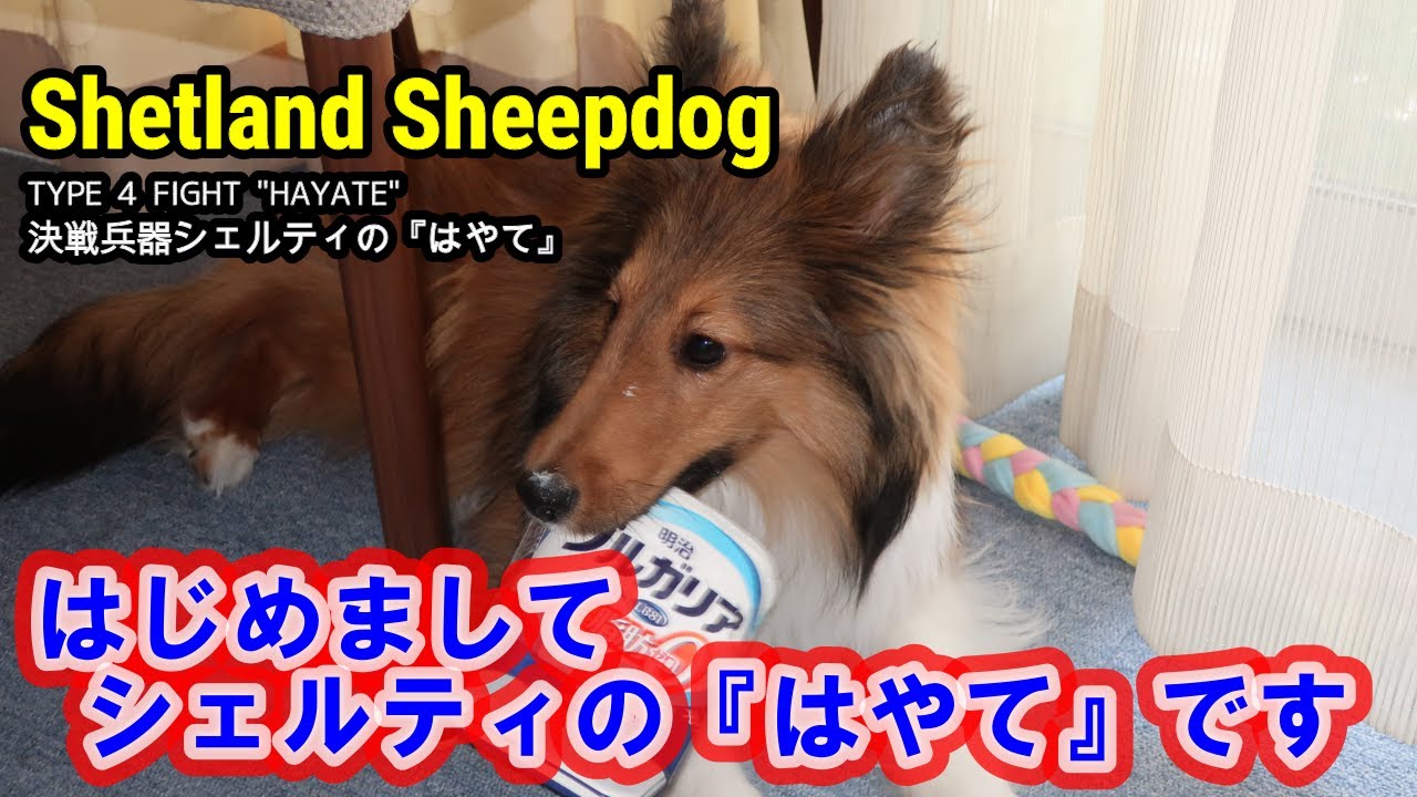 シェルティ　はやて　001　はじめまして