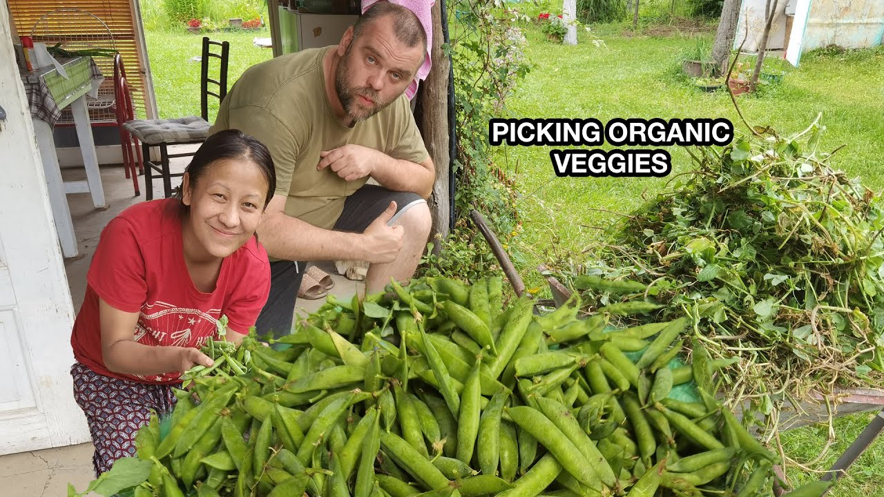 PICKING ORGANIC VEGGIES SERBIA/ORGANIC FARMING/APEI EATS