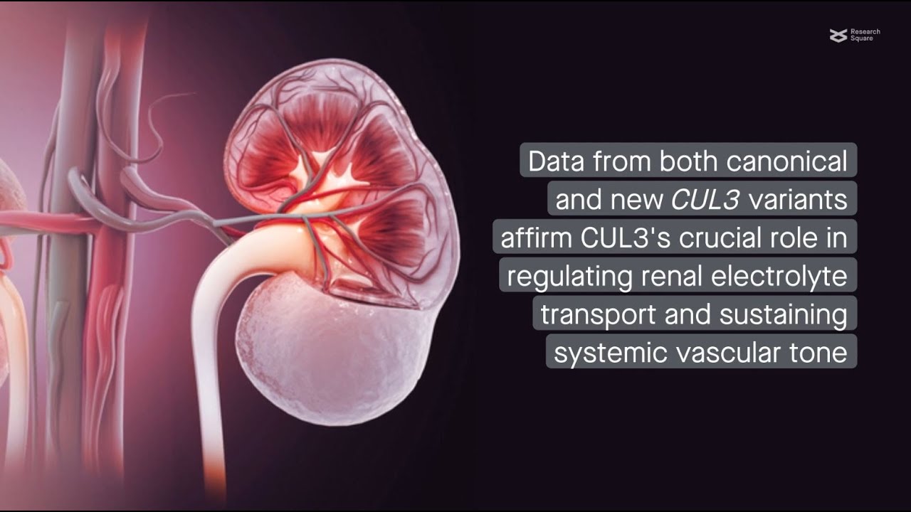 Going beyond renal symptoms: Insights into CUL3-induced familial hyperkalemic hypertension