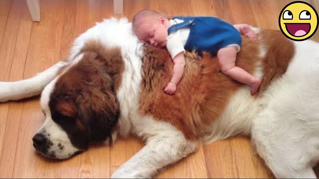 A Huge Dog’s Love Turns into the Softest Blanket for Baby 🥹🐾🍼