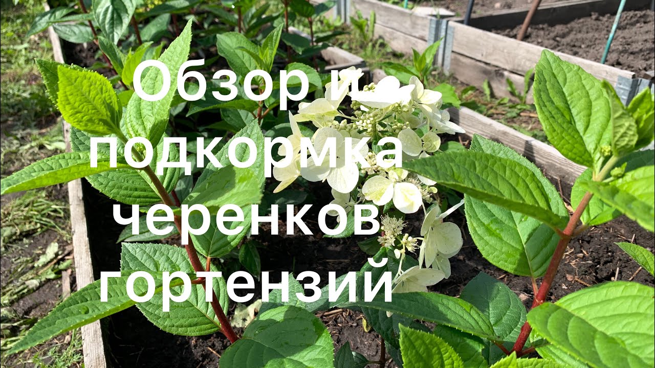 ОБЗОР И ПОДКОРМКА ЧЕРЕНКОВ ГОРТЕНЗИЙ ( укоренение 2022г)