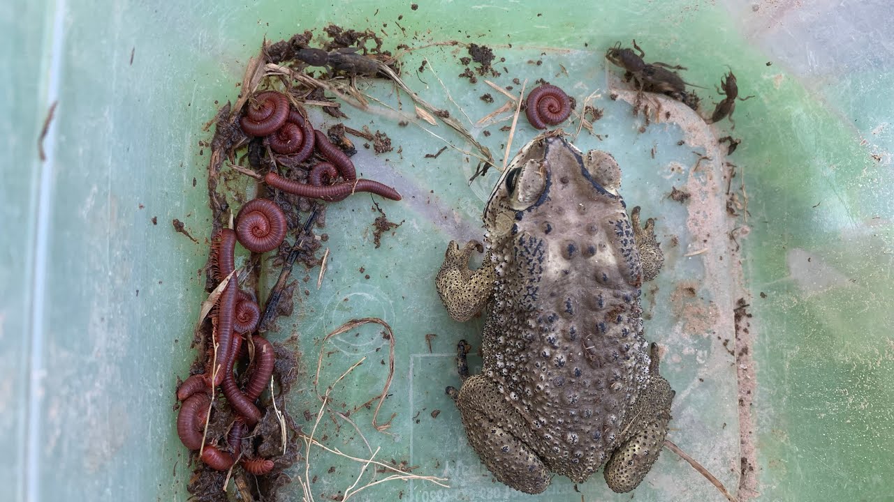 Survival! Found find insects Millipedes-Toad-armadillidium-Termite-Ants-Mole Cricket animals 