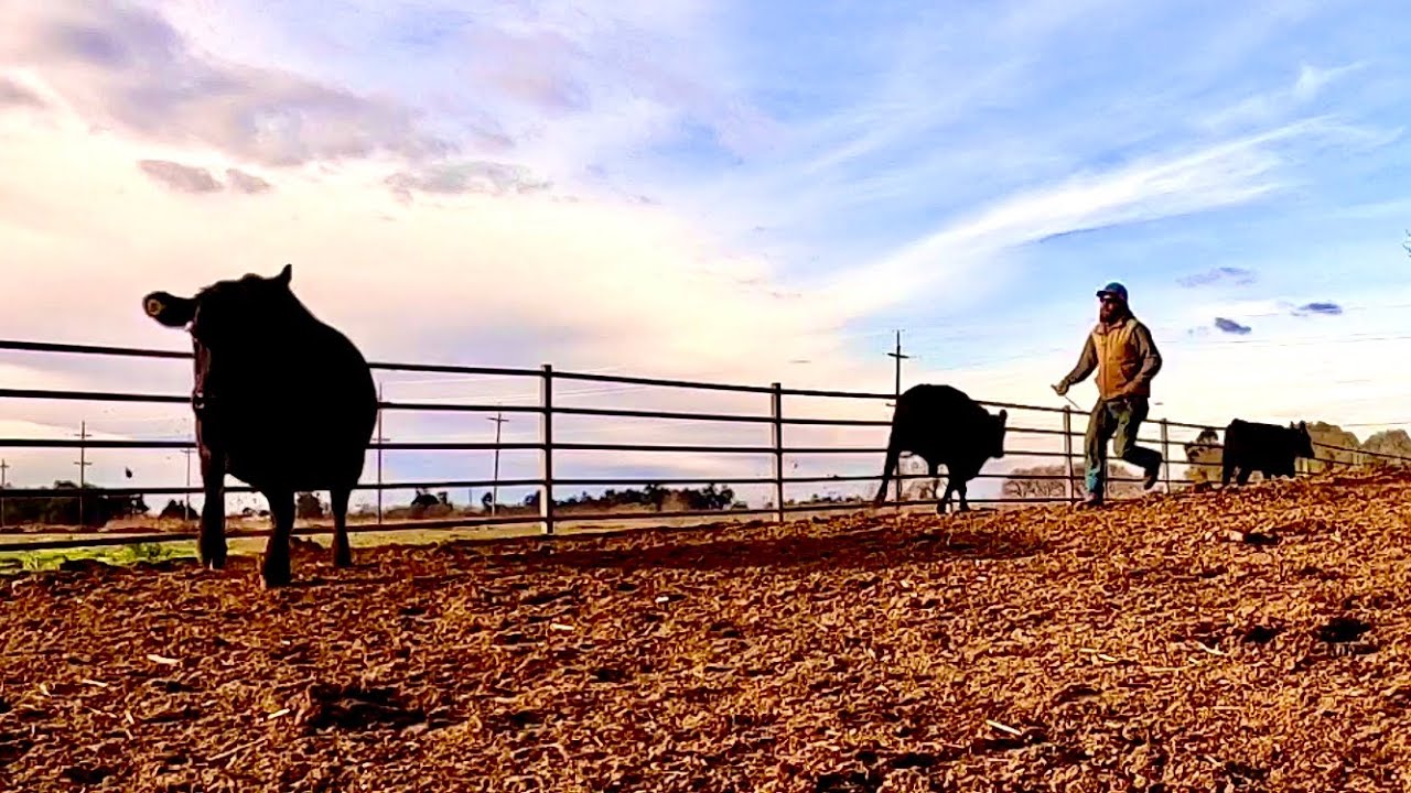 Choosing and Hauling Cull Cows