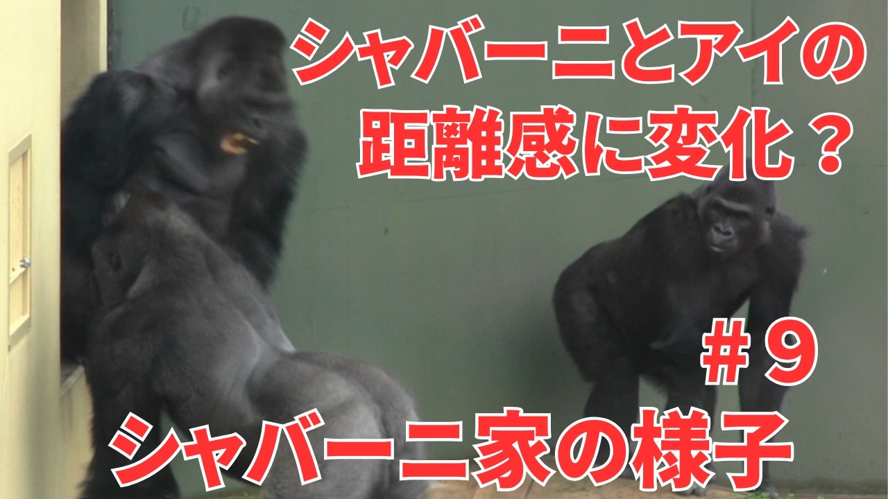 The distance between Shabani and Ai changes【東山動物園ゴリラ】 Shabani’s family #8