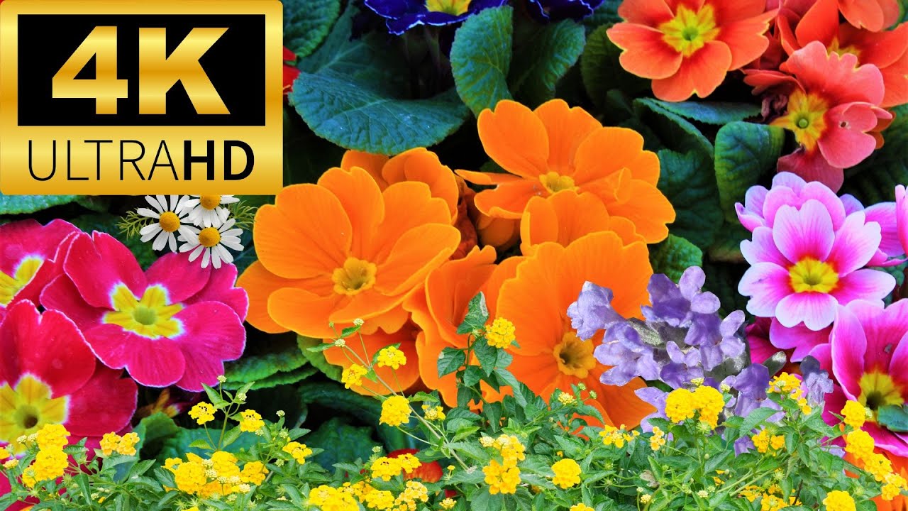 4K HDR Natural Flower Garden with Stress Relief Relaxing Music