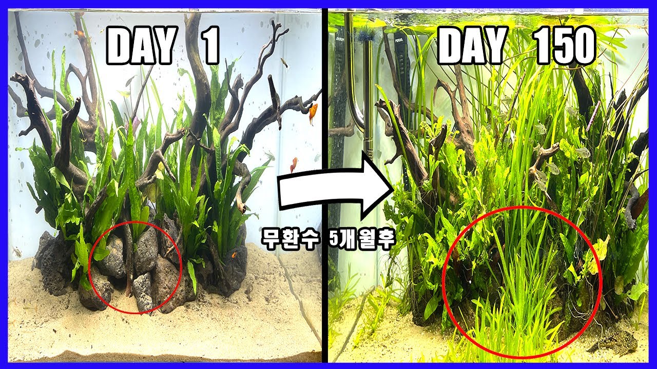 사무실에서 즐기는 '무환수어항', 5개월이 지났습니다.