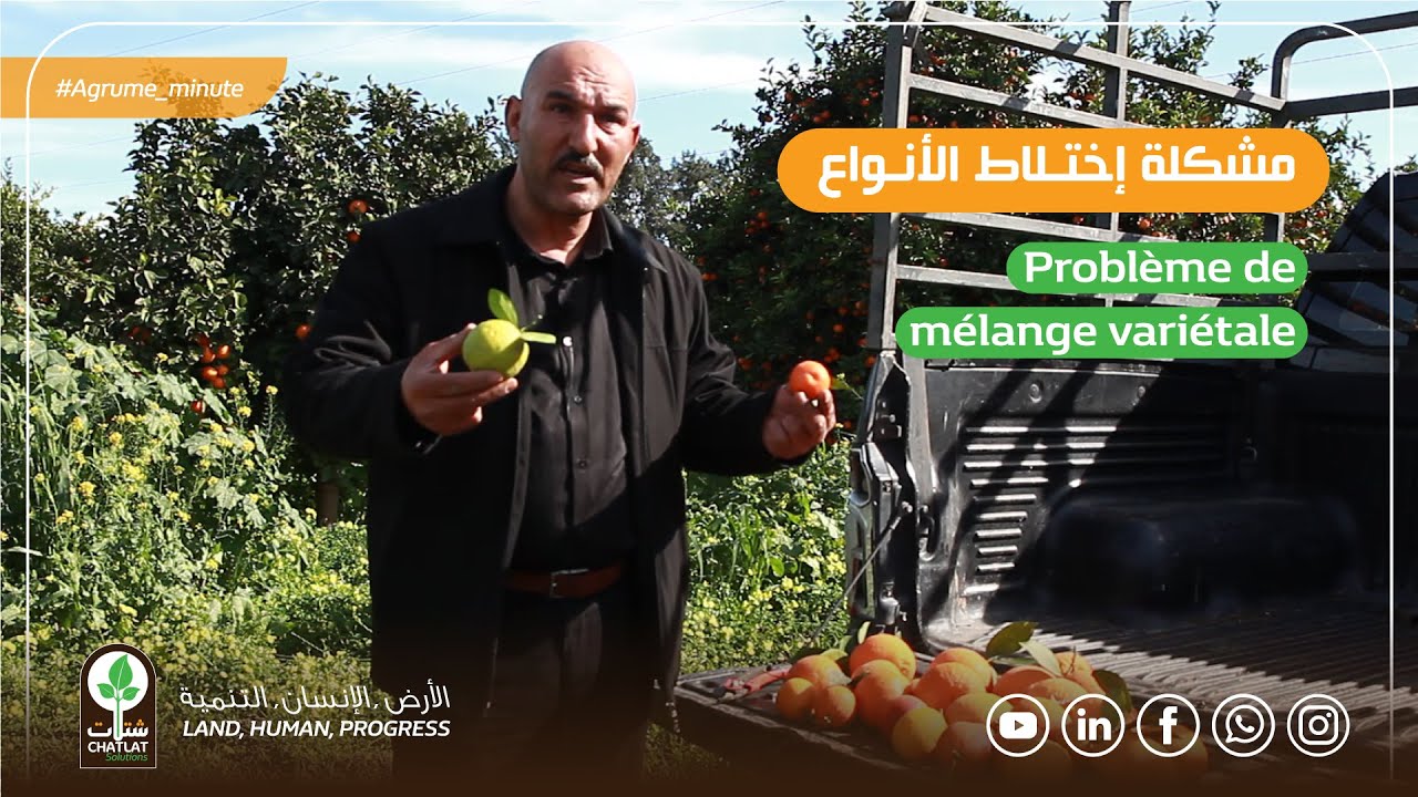 مشكلة إختلاط الأنواع | problème de mélange variétale